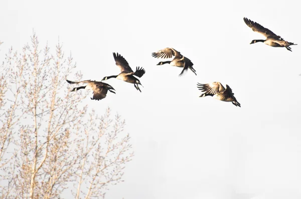 Kanadagäss flyger mot en vit bakgrund — Stockfoto