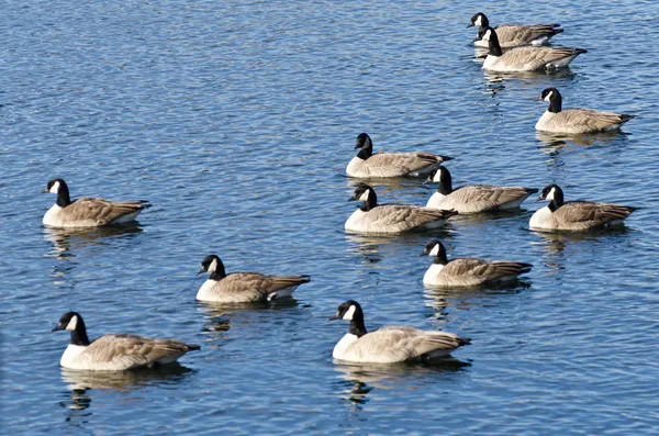 Bernaches du Canada reposant sur l'eau — Photo