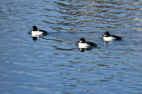 Three Common Goldeneyes Resting on the Water — Stock Photo, Image