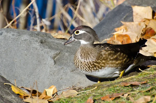 Female Wood Duck in Autumn — Stock Photo, Image