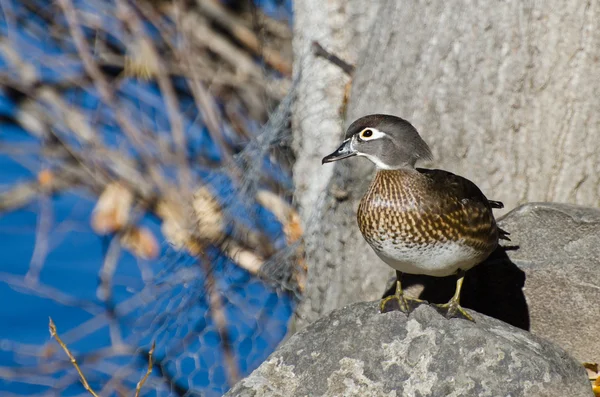 Vrouwelijke hout eend in het najaar van — Stockfoto