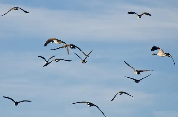 Manada de gansos de Canadá que vuelan en el cielo azul — Foto de Stock