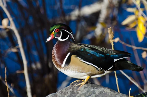 Male Wood Duck Profile in Autumn — Stock Photo, Image