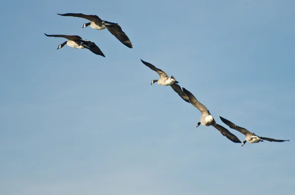 Gregge di oche canadesi che volano in cielo blu — Foto Stock