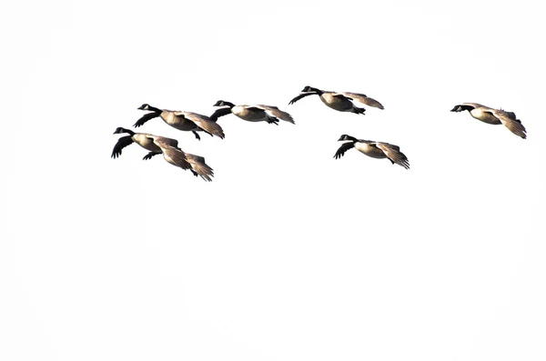 Manada de gansos de Canadá volando contra un fondo blanco — Foto de Stock