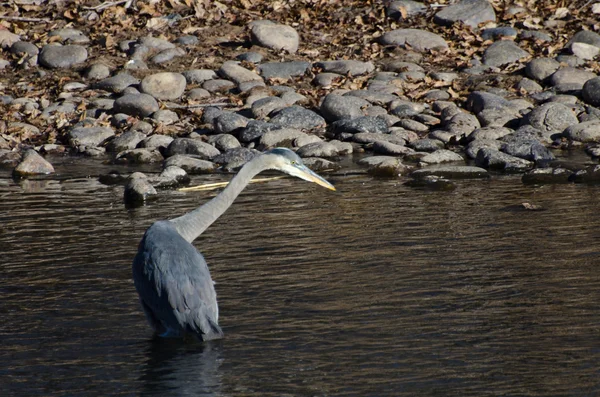 Great Blue Heron Hunting in a River — Stock Photo, Image