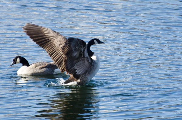 Kanadagans mit ausgestreckten Flügeln — Stockfoto