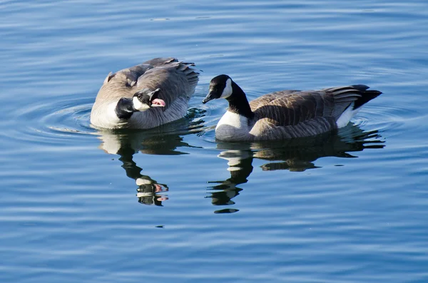 Squabbling Geese — Stock Photo, Image