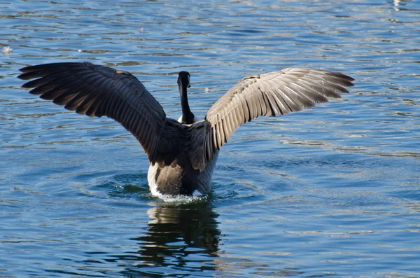 Canada Goose cu aripi întinse — Fotografie, imagine de stoc