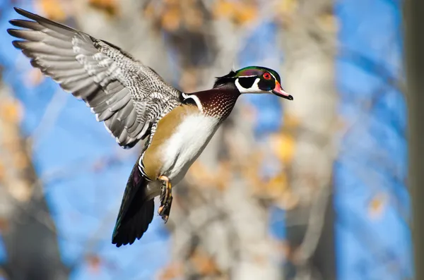 Canard en bois mâle en vol — Photo