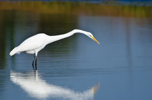 Grande Egret caccia di pesce — Foto Stock
