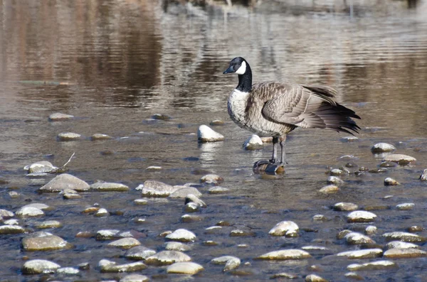 Il canada oca in piedi nel fiume — Foto Stock