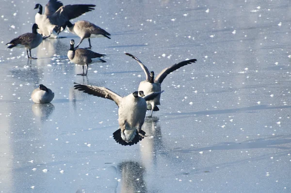 Débarquement de Bernaches du Canada sur le lac gelé — Photo