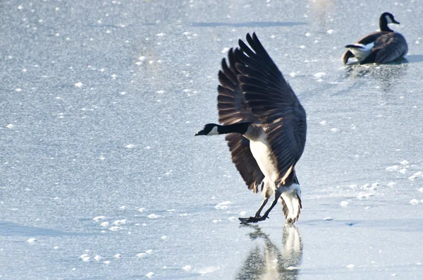 Canada Goose Landing no lago congelado — Fotografia de Stock