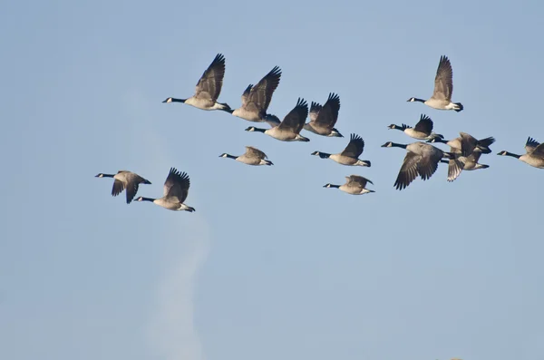 Gregge di oche canadesi che volano in cielo blu — Foto Stock