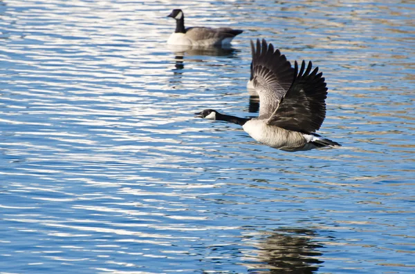 Canadese ganzen nemen naar de vlucht uit het water — Stockfoto