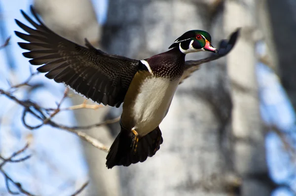 Canard en bois mâle en vol — Photo