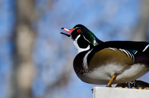 Male Wood Duck Calling — Stock Photo, Image
