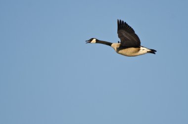Kanada mavi gökyüzünde uçan kaz