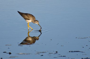 bir balık yakalamak kum kuşu