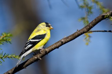 bir ağaca tünemiş erkek Saka kuşu