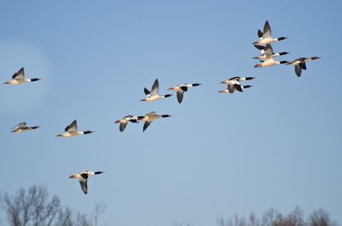 Flock of Common Mergansers Flying in Blue Sky clipart