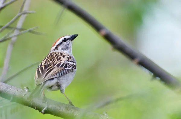 Chipping Sparrow Perched in a Tree — Stock Photo, Image