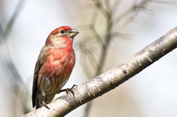 Male House Finch Perched on a Branch — Stock Photo, Image