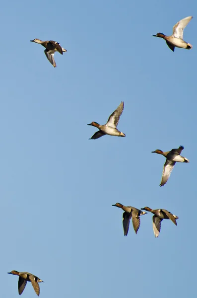 Yeşil - kanatlı mavi gökyüzünde uçan teals sürüsü — Stok fotoğraf