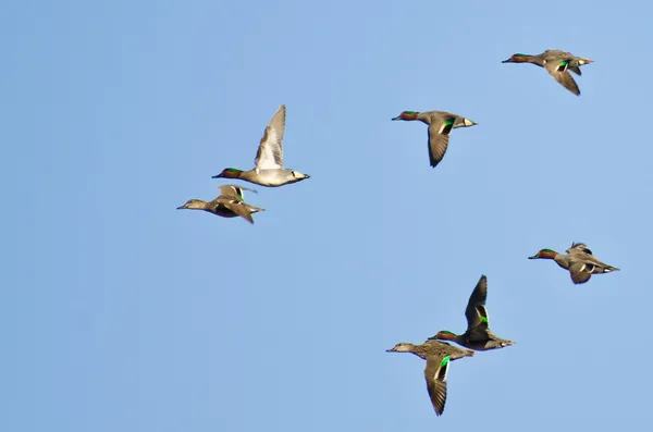 Manada de polainas de alas verdes volando en un cielo azul —  Fotos de Stock