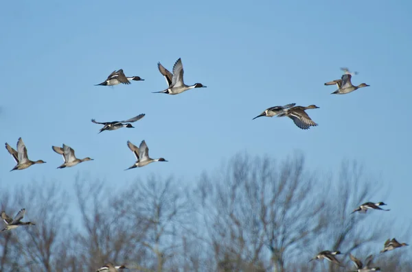 Troupeau de Canards pilets volant dans le ciel bleu — Photo