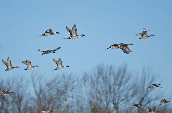 Stado Północnej pintails latające w błękitne niebo — Zdjęcie stockowe