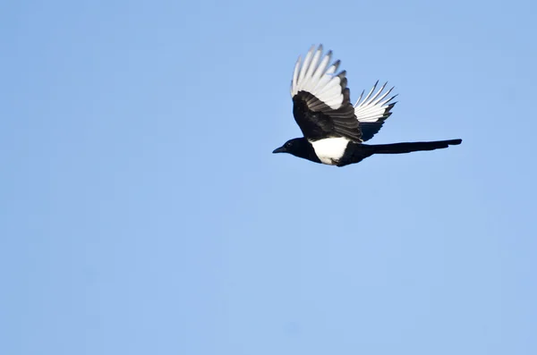 Gazza dalle fatture nere che vola in un cielo blu — Foto Stock