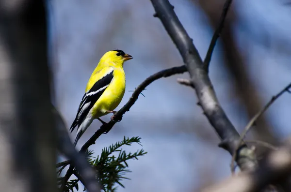 Male Goldfinch Perched on a Branch — Stock Photo, Image