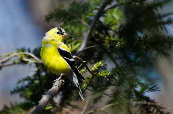 Mužský Goldfinch se mění na šlechtění švestky — Stock fotografie