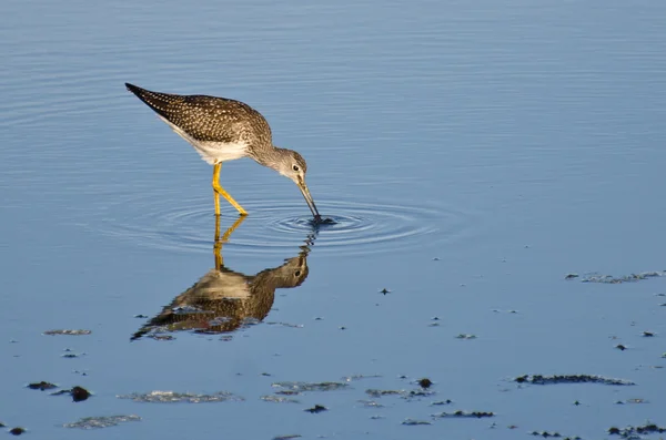 Sandpiper Pegando um peixe — Fotografia de Stock