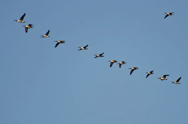 Manada de gansos de Canadá que vuelan en el cielo azul —  Fotos de Stock