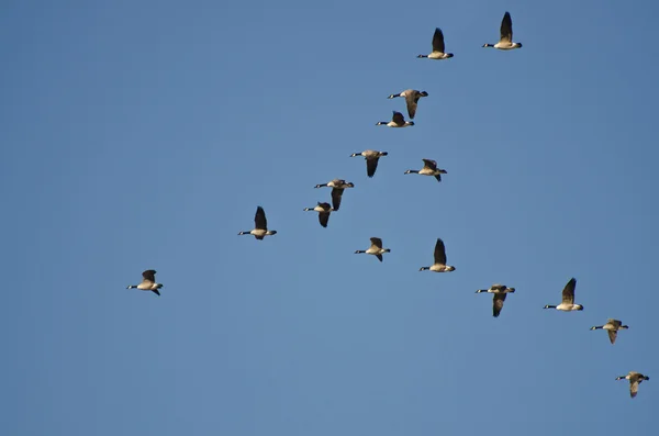 Grand troupeau d'Oies du Canada volant dans le ciel bleu — Photo