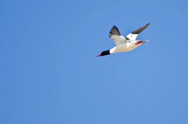 Enlige mandlige fælles Merganser Flying i blå himmel - Stock-foto