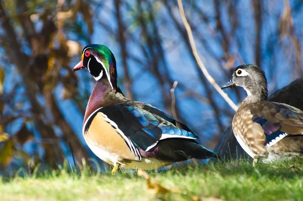Para kaczek drewno na zielonej trawie — Zdjęcie stockowe