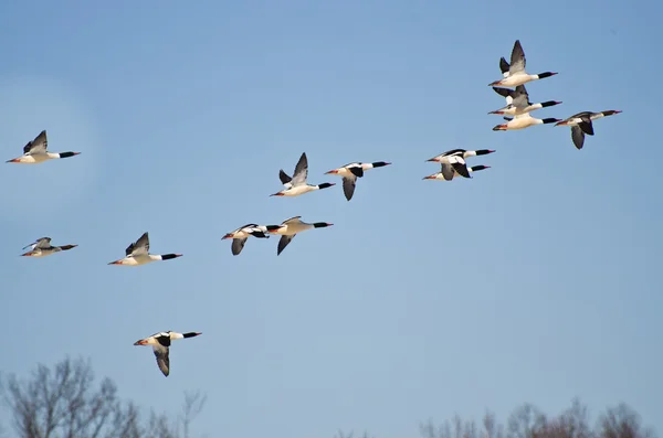 Flock of Common Mergansers Flying in Blue Sky — Stock Photo, Image