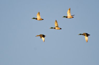 mavi gökyüzünde uçan beş yeşilbaş ördekler