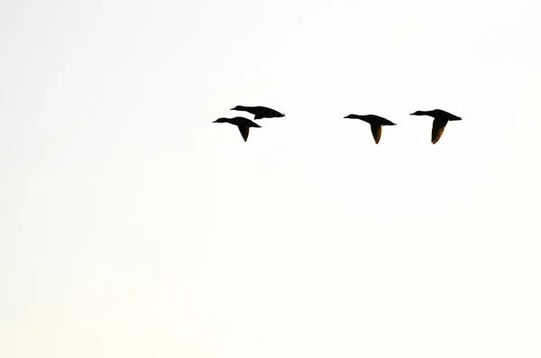 Silhouette de quatre canards en vol sur fond blanc — Photo