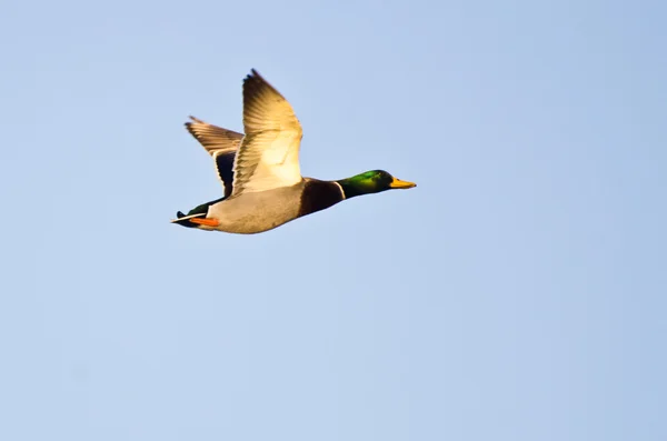Mallard Duck flyger i en blå himmel — Stockfoto