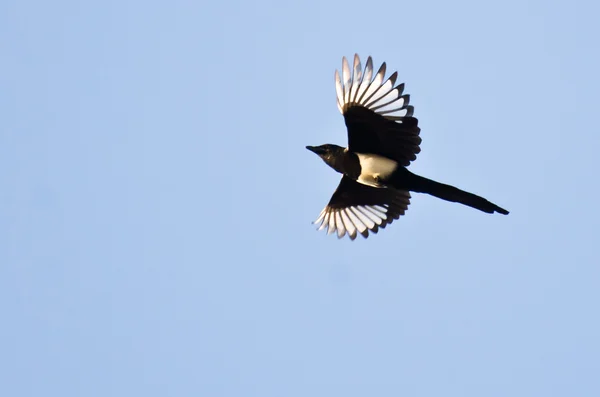 Black-Billed Magpie voando em um céu azul — Fotografia de Stock