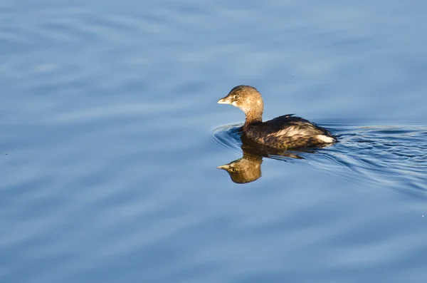 Young American Coot Swimming in Blue Water — Stock Photo, Image