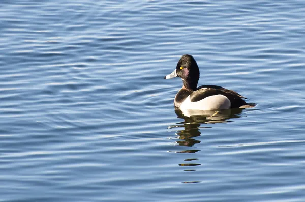 Anatra dal collo ad anello Nuoto su un lago — Foto Stock