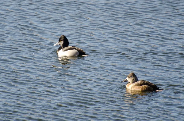 Un par de patos con cuello anular nadando en un lago —  Fotos de Stock