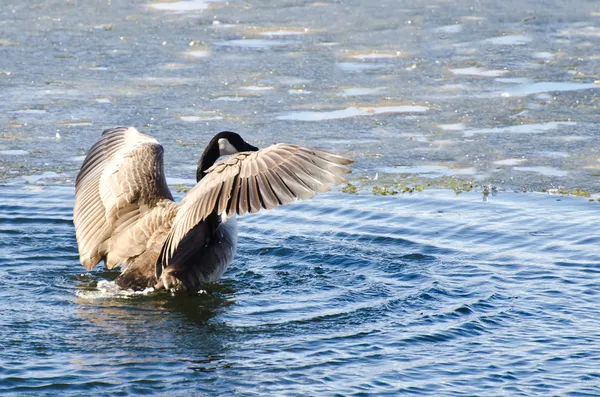 Canada Goose Encountering Ice Flow — Stock Photo, Image