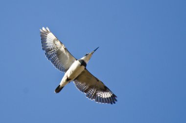 kuşaklı mavi gökyüzünde uçan kingfisher
